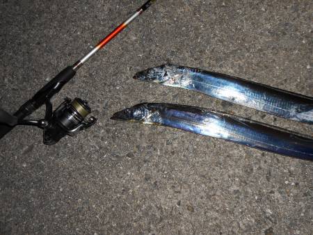 夏太刀魚*\\(^o^)/*