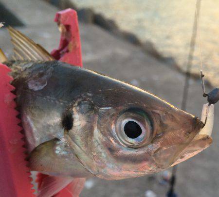 プリプリのアジ♪