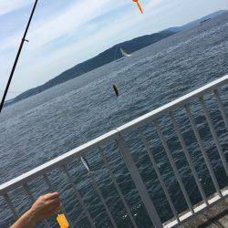 タチウオいない。アジはいる。