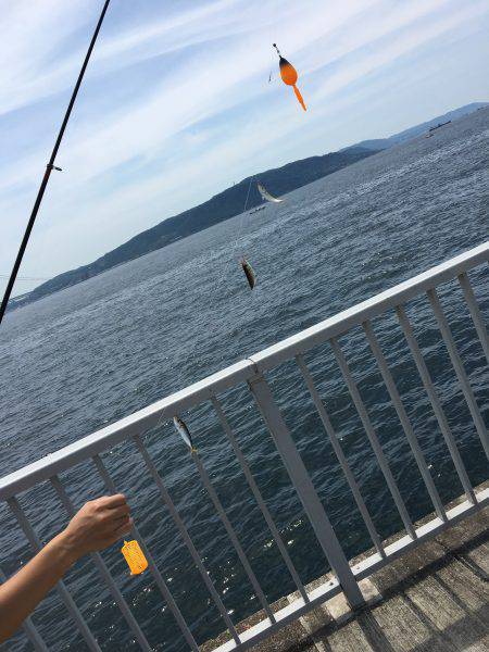 タチウオいない。アジはいる。