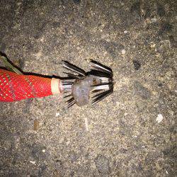 田ノ浦漁港エギング10回目