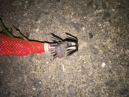 田ノ浦漁港エギング10回目