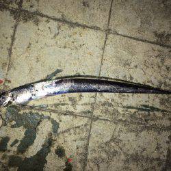 ポーアイ北公園のタチウオ