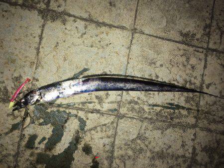 ポーアイ北公園のタチウオ