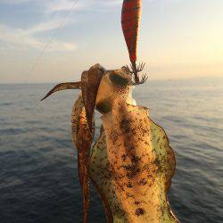 アオリの新子のサイズ調査