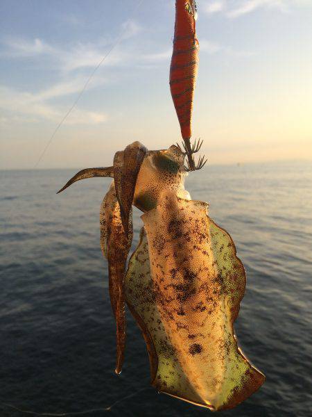 アオリの新子のサイズ調査