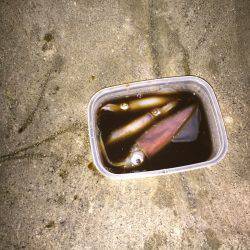 山の日なのに、海に行く！ケンサキはイカに…