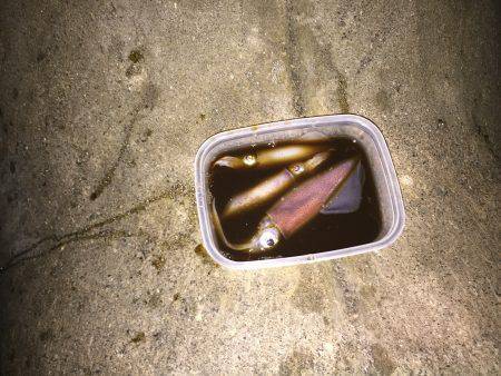 山の日なのに、海に行く！ケンサキはイカに…