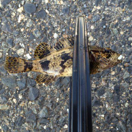 小サバが多い。