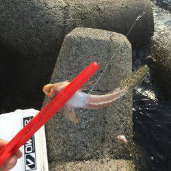 天ぷらにハマって