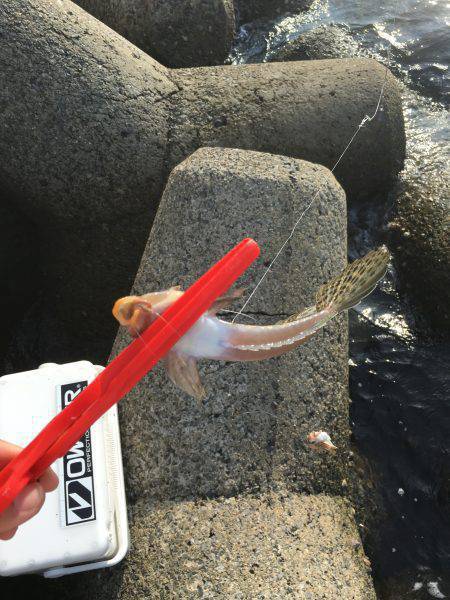 天ぷらにハマって