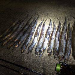 久々のタッチョ