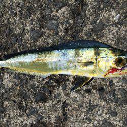 音海でシイラ！