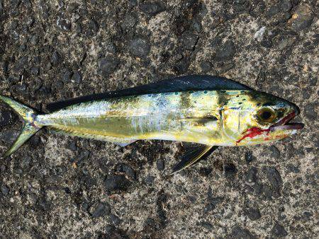 音海でシイラ！