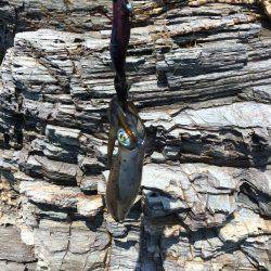 アオリイカ 成長