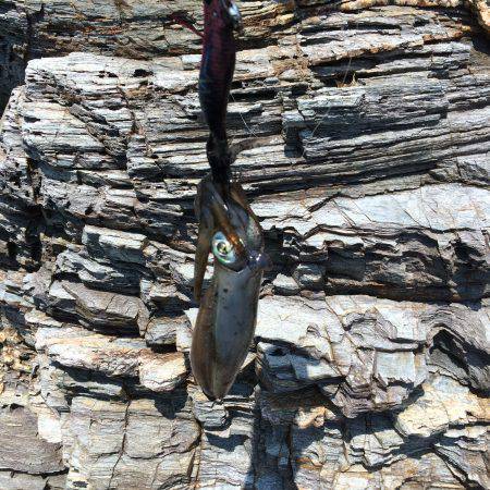 アオリイカ 成長