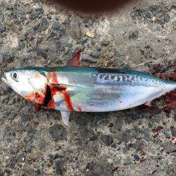 ソウダガツオは、楽しい