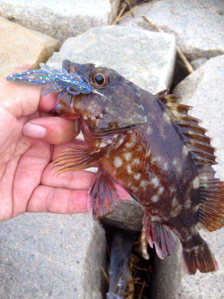 アコウが釣れると聞きつけて…