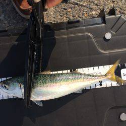 マアジ狙い‥‥。