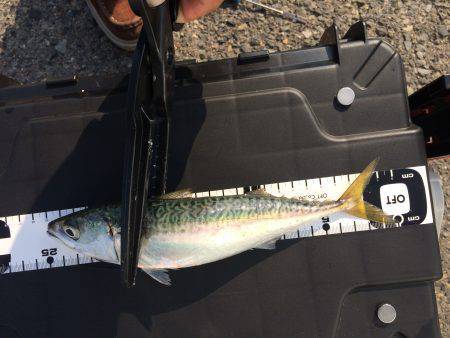 マアジ狙い‥‥。