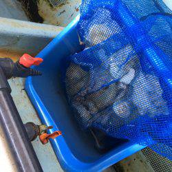 エギかテンヤか。