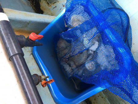 エギかテンヤか。