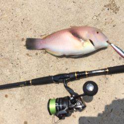 ナブラはあったけども