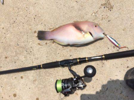 ナブラはあったけども