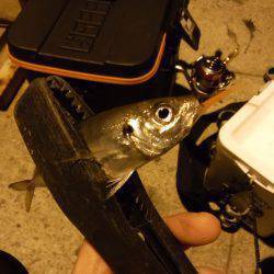 豆アジにイカ♪