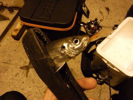 豆アジにイカ♪