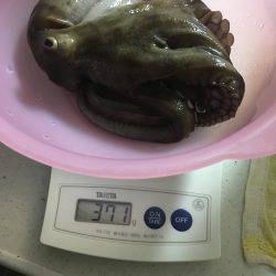 和歌山マリーナシティ海釣り公園