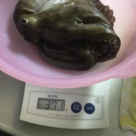 和歌山マリーナシティ海釣り公園