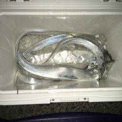 夕方サーベリング