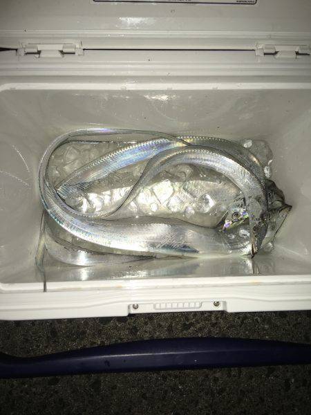 夕方サーベリング