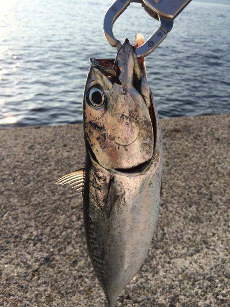 お久しぶりショアジギング