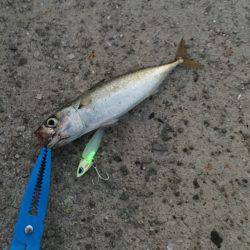 ワインドでサバ