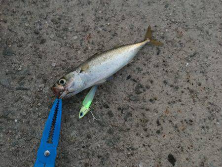 ワインドでサバ