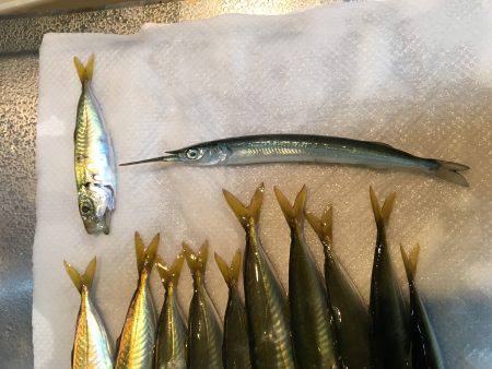 ほぼ嫁の釣果^^;