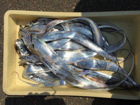 大阪湾船タチウオ