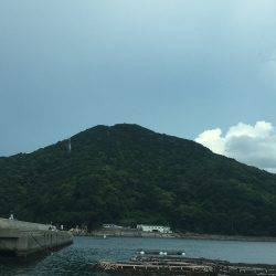 ソーダガツオ好調