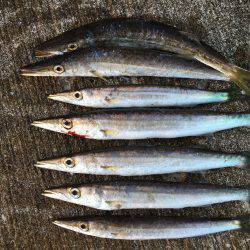 豆アジ、カマス