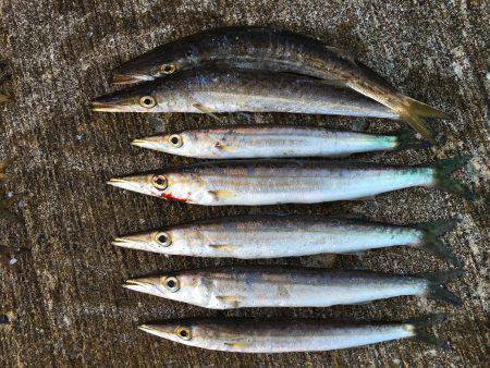 豆アジ、カマス