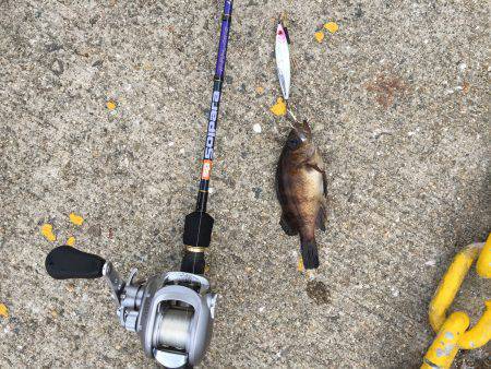 岸ジギ釣果