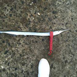 アジングのハズが、、