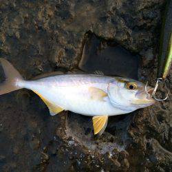 小さいながらもトップで