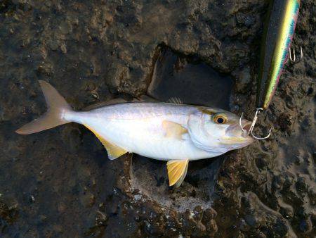 小さいながらもトップで