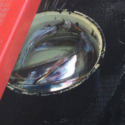 今季初のタチウオ