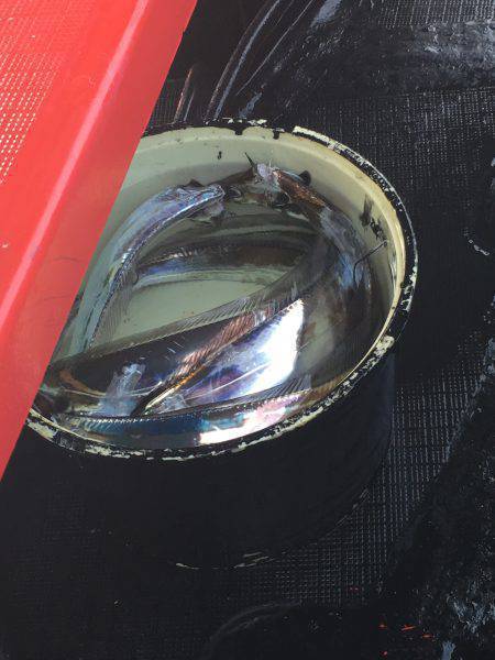 今季初のタチウオ