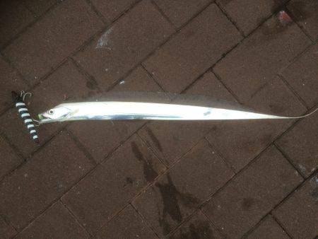 ワインド、プラグ、ブレード