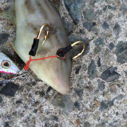 超久しぶりの釣行